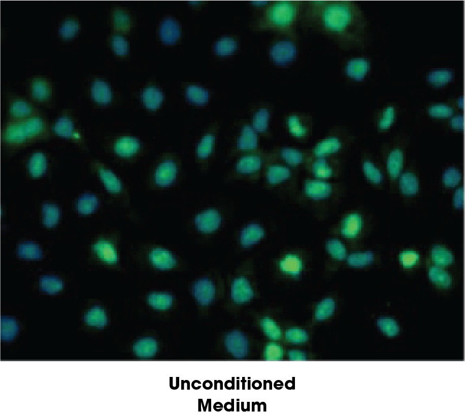 Increase-Filaggrin-img1