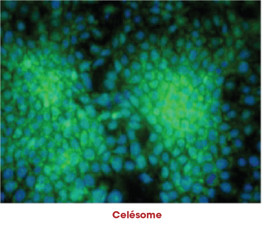 Increase-Filaggrin-img2